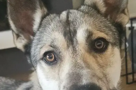 Found dog Cambridge, photo: Found dog, Pottsboro, Texas, Cambridge - male husky shepherd mix