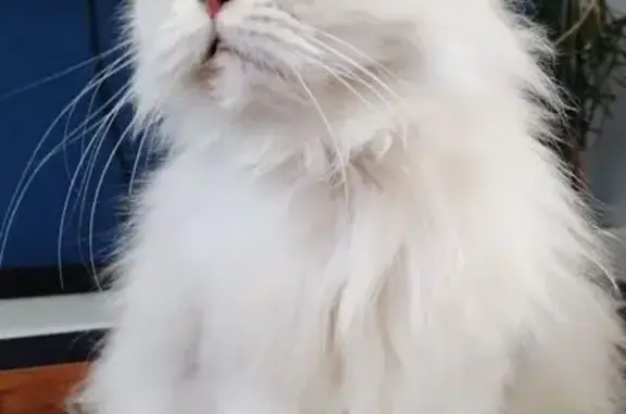 Lost cat, Benbow Road, Cape Town, Lansdowne - male, white fluffy, blue-grey eyes - photo