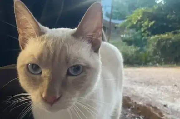Chat perdu mâle, Rue Carreterie, 100, Avignon, Lyon — yeux bleus - photo
