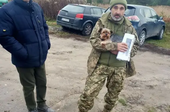 Зникла собака, Керченська вулиця, Львів — дуже добра - photo