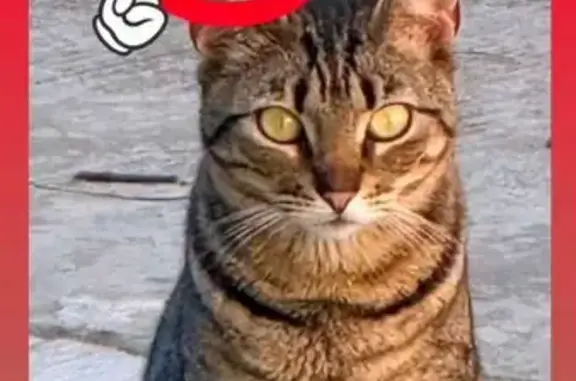 Gatos perdidos, Sevilla, foto: Perdido gato hembra, Avenida de la Innovación, 8, Sevilla - atigrada, grande y castrada