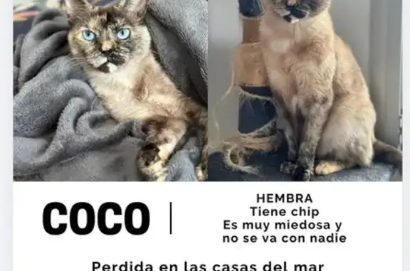 Perdido gato hembra, Carrer Blaumar, 11, Sant Pere de Ribes, Barcelona — muy asustadiza, con chip - photo