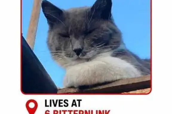 Lost cat, Bittern Crescent, 5, Retreat - large grey and white male - photo