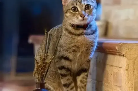 Perdido gato hembra, Calle Molino, 6, Villarrobledo - collar rojo y ojos verdosos - photo