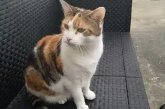 Chat perdu femelle, Rue Virgile, Calais - blanche, marron et noire - photo