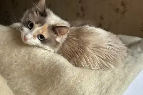 Зникла кішка, вулиця Котляревського, 3, Чернігів — 1 рік, блакитні очі - photo