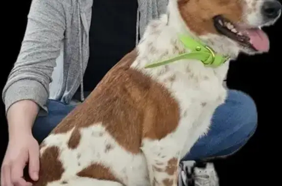 Lost dog, East Cottage Cove, Saratoga Springs, Burbank - female, red/white heeler mix, very timid - photo