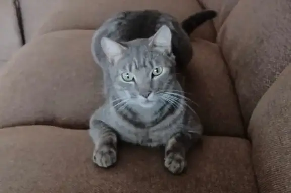 Lost cat, Newlands West, KwaZu...