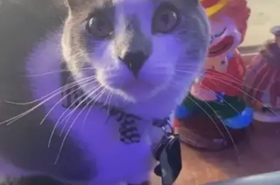Missing cat Kenosha, photo: Lost cat, 56th Avenue, 4129, Kenosha, Kenosha - female, gray and white tuxedo with green eyes