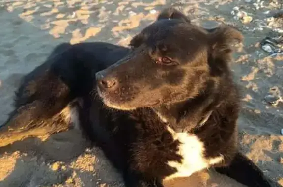 Chien perdu femelle, Rue Roger Salengro, 60, Saint-Nazaire - labrador croisé border collie - photo