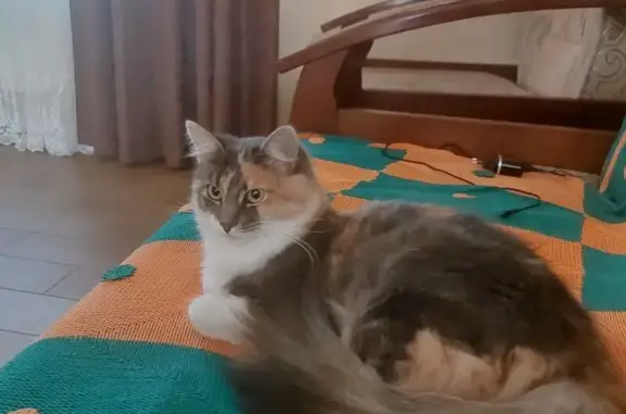 Зникла кішка, вулиця Поліщука,...