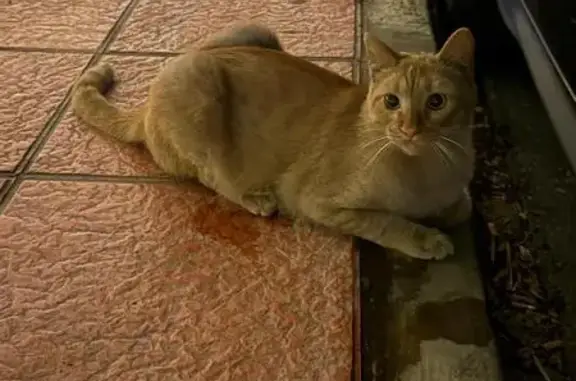 Encontrado gato macho, Calle A...