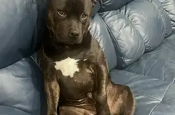 Lost dog, Lamonds Lane, Shoalhaven City Council, Sydney - black/brown English staffy, light blue collar - photo