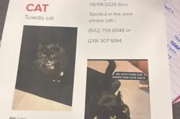 Lost cat, North Oolitic Drive, 810, Bloomington, Indianapolis - female, skittish, black and white - photo