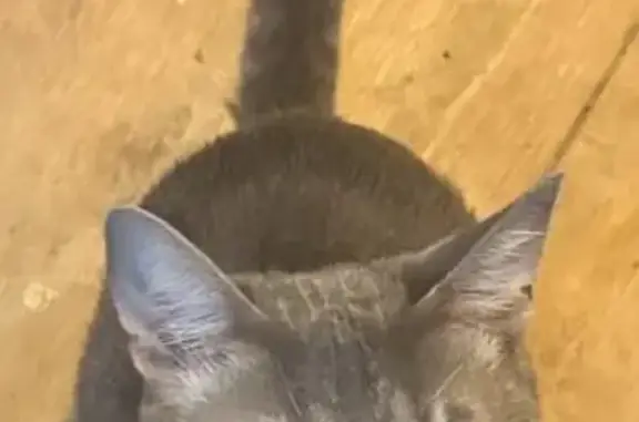 Missing cat Pensacola, photo: Lost cat, San Dollar Circle, 1847, Pensacola - male, mostly grey, blue collar with a bell