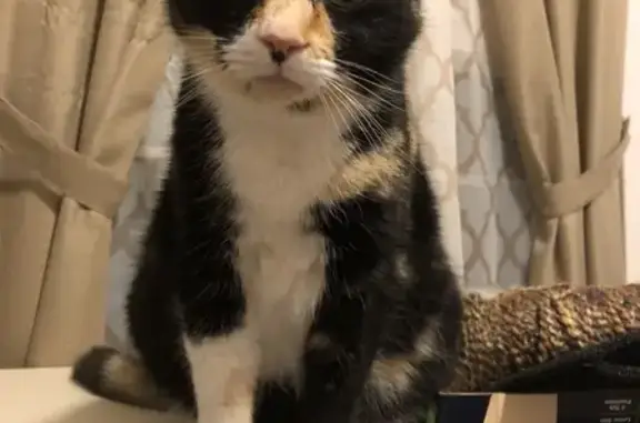 Missing cat Newport News, photo: Missing cat Female, Newport News (usl539521)