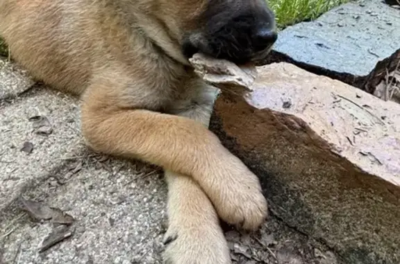 Lost dog, Tiger Drive, Mississippi, Robinhood - small 4 month old brown puppy - photo