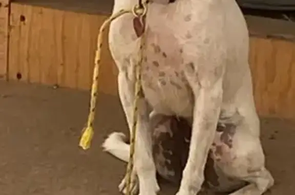 Lost dog, North Savannah Street, 316, Los Angeles - female, small white dog with black spots - photo