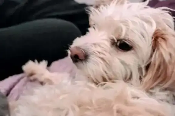 Lost dog, Munich Street, 2360, Brownsville - small white female with brown spots and a collar - photo
