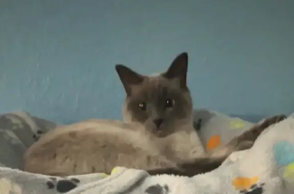 Lost cat, Isles of Weston Avenue, 4007, Weston - female, blue eyes - photo