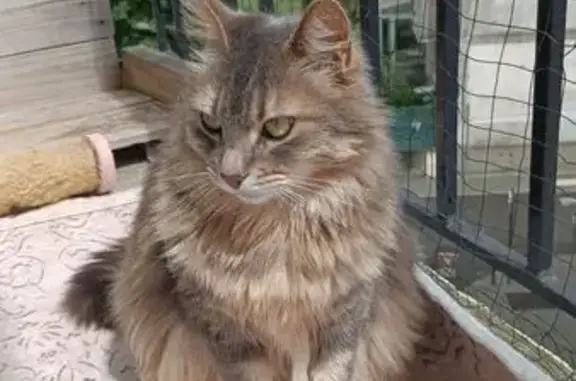 Chat perdu femelle, Rue Cazaubon Norbert, 10, Pau - poils longs et yeux verts/jaunes - photo