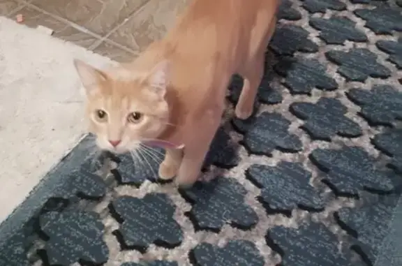 Missing cat Dayton, photo: Lost cat, West Bataan Drive, 1923, Dayton - male, orange and white