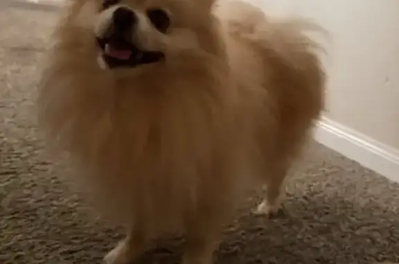 Lost dog, Stonebelt Drive, 17334, Houston - cream with white paws - photo