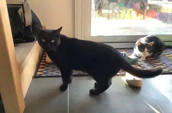 Chat perdu mâle, Rue de Bavard, 31, Argenteuil - photo