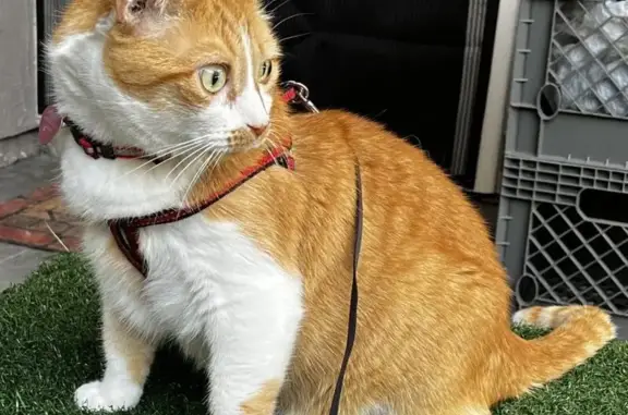 Lost cat, White Fir Court, Cupertino - male orange and white tabby with red collar and pink tag - photo