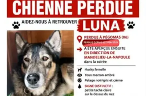 Animaux perdus et trouvés Pégomas, photo: Chien perdu femelle, Place du Logis, 35B, Pégomas - pucée et stérilisée