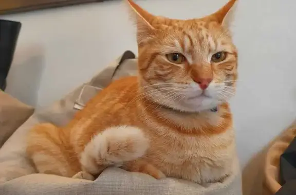 Chat perdu, mâle, Rue de la Liberté, 5, Annecy — jeune, roux et tigré - photo