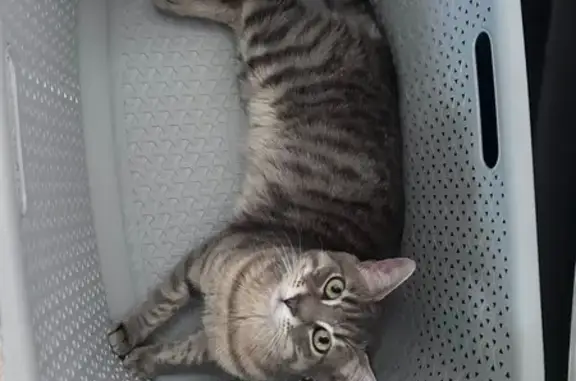 Chat perdu mâle, Place des Cordeliers, 22, Auxerre - yeux verts - photo