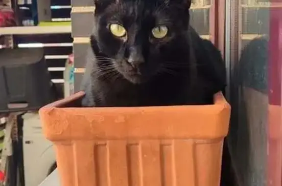 Búsqueda de mascotas, foto: Perdido gato masculino, Calle Almendro, El Álamo, Madrid - muy grande, cariñoso y con chip