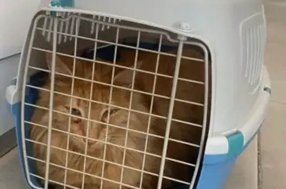 Parece un gato de raza, es muy grande en tamaño y muy manso. Esta muy limpio por lo que no debe de tener mucho tiempo en la calle, seguro que su familia lo esta buscando