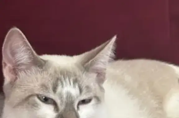 Perdido gato fêmea, Rua Santa Fé do Sul, 101 — branca com manchas beges e leve machucado no lábio direito - photo