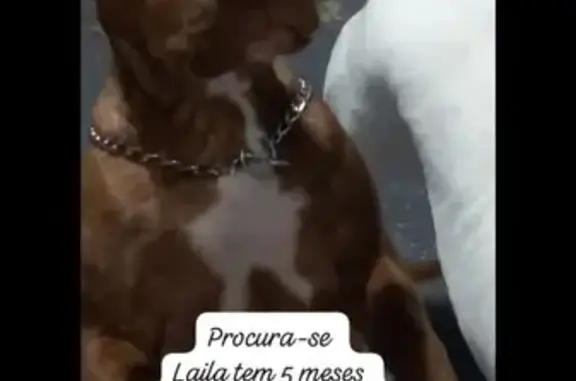 Perdido cachorro fêmea, Rua Doutor René Fernandes, 415 - estava com outra guia - photo