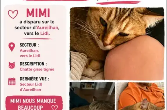Perdu chat femelle, Toulouse - photo