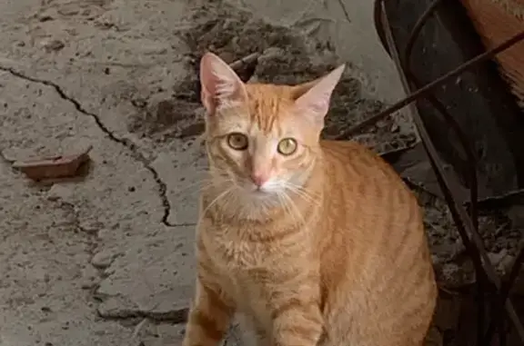 Perdido gato fêmea, Avenida Sarapuí, 42 - toda laranja e extremamente dócil - photo