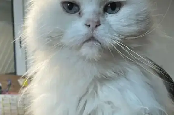 Chat perdu, Impasse d'Aoû Mistralet, Peypin, Paris - femelle, très sociable - photo