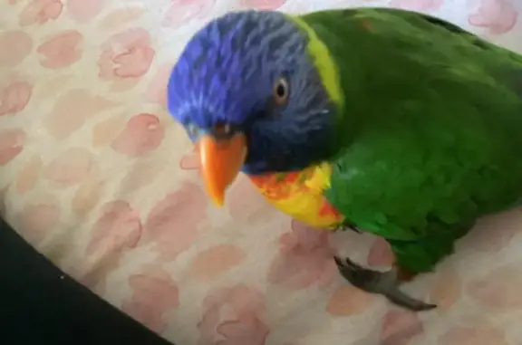 Lost pets Wembley, photo: Lost bird, Waterway Court, 1, Stirling, Wembley - female rainbow lorikeet with orange eyes