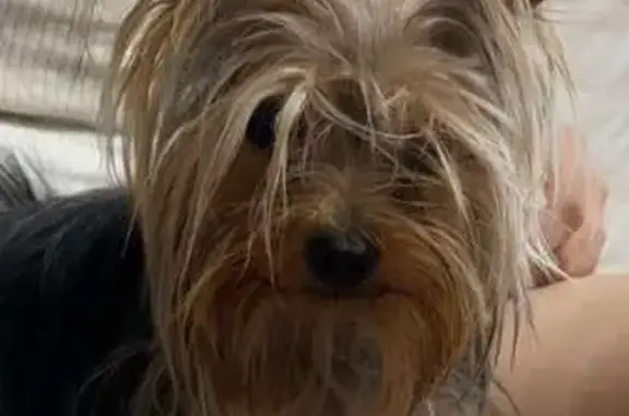 Found dog Baltimore, photo: Found dog, female, Bonrock Court, 1, Towson, Baltimore — friendly Yorkshire Terrier