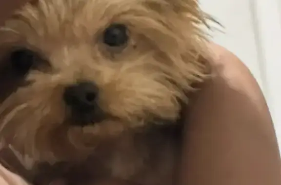 Missing dog Denison, photo: Lost dog, East Shepherd Street, 500, Denison - brown fur, small, 2 years old