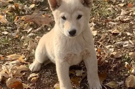 Missing dog Kansas City, photo: Lost dog, Oakley Avenue, 1327, Kansas City - male, tan, fluffy, with stand-up ears and a long tail