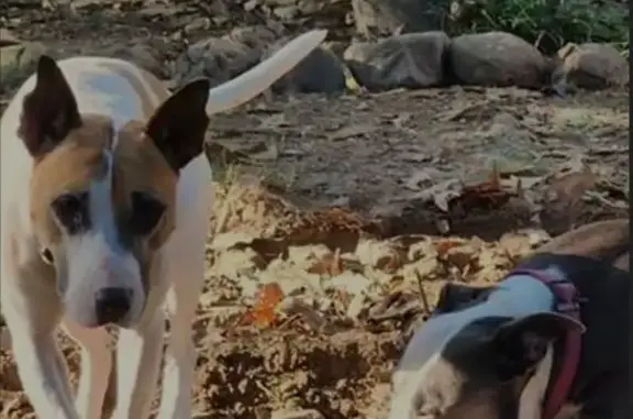 Lost dog, Ashwood Drive, Little Rock - female - photo