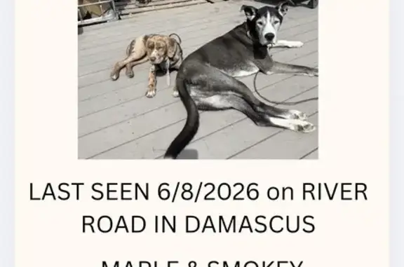 Lost dog, Conklin Hill Road, 848, Damascus Township, Hortonville - with another 5-month-old catahoula - photo