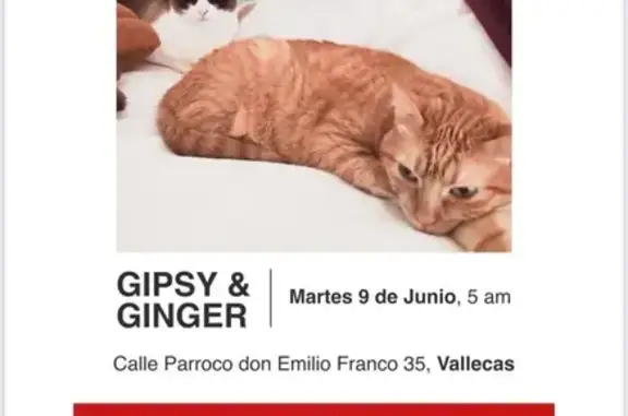 Búsqueda de mascotas, foto: Perdido gato hembra, Calle del Párroco Don Emilio Franco, Madrid, Pozuelo de Alarcon - dos gatas miedosas