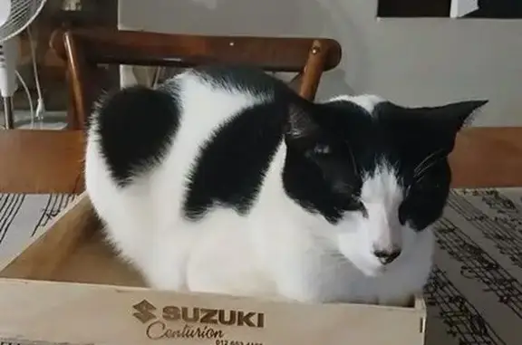 Lost male cat, Duiker Avenue,...
