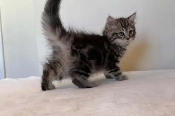 Gatito de 3 meses, asustadizo, color ojos verdes claritos, color de pelaje tigrado clarito con lineas gruesas en los costados, pelo largo, mucho pelito beige en las orejas, nariz oscura, tiene chip.