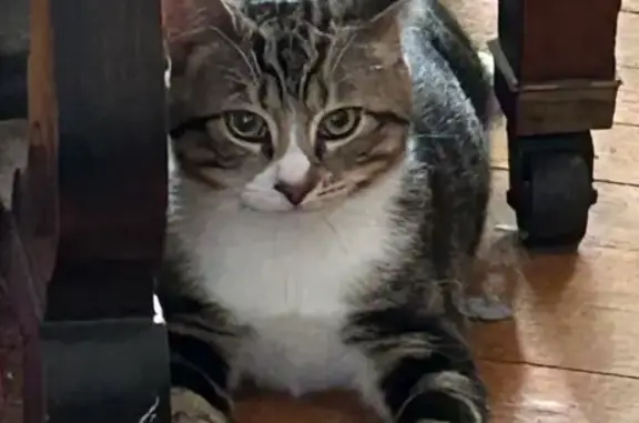 Lost cat, Elm Court, Andover - two short-haired indoor tabby cats - photo