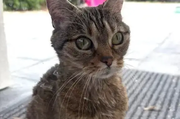 Animaux perdus et trouvés Guilherand-Granges, photo: Chat trouvé, avenue de Provence, Guilherand-Granges - jeune, très doux